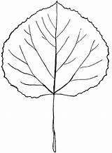 Aspen Quaking Poplar Drawing Genus Populus Outline Usf sketch template