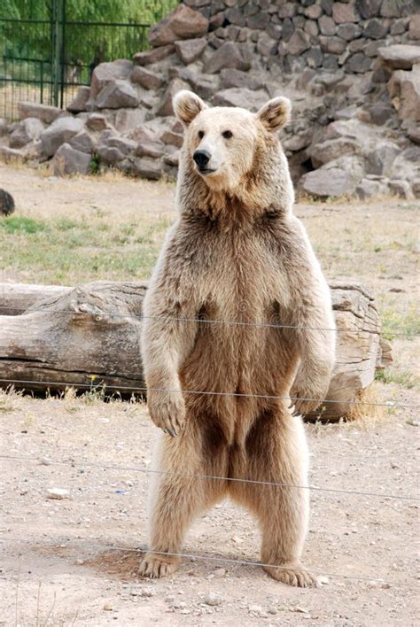 brown bear standing stock image image  bear foreleg