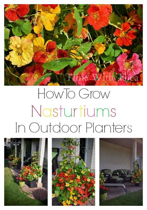 timewiththeacom  expired nasturtium garden containers outdoor plants
