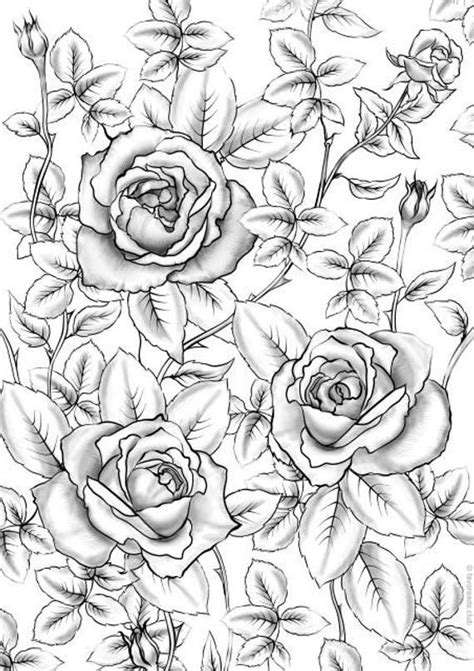 printable coloring pages  adults rose