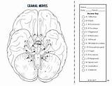 Nervous Endocrine Cranial Nerves Name sketch template