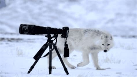 vincent munier le photographe qui danse avec les loups blancs