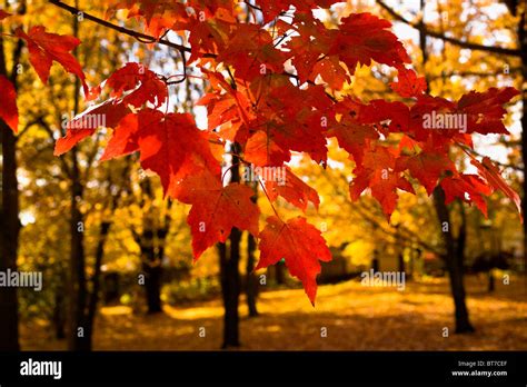 red maple leaves quebec canada stock photo alamy