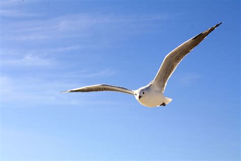 white bird flying   blue  white sky  daytime  stock photo