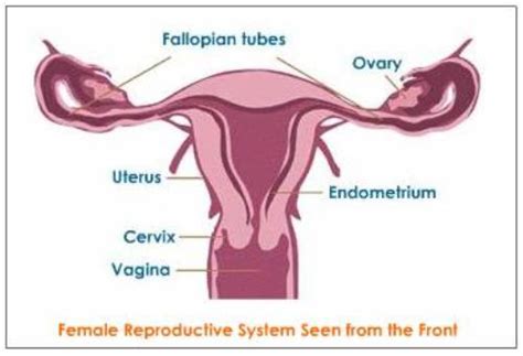 10 Interesting Female Reproductive System Facts My