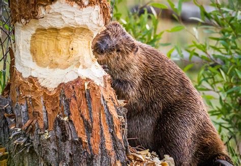 fascinating     beavers