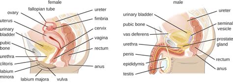 Anatomy And Normal Microbiota Of The Urogenital Tract