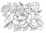 Outline Peonies Colouring Floral Vecteezy Xenia sketch template