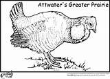 Coloring Quail Pages Prairie Attwater Greater Cuter Fact Bird Because Even sketch template