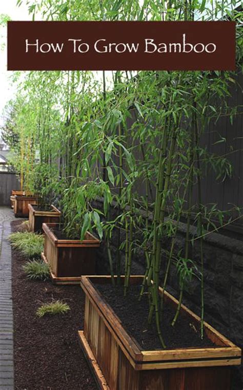 grow bamboo homestead survival