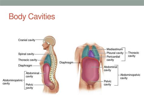 Ppt Med 103 Medical Terminology Powerpoint Presentation Free