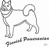 Pomeranian Coloring Finnish Pages Dog Printable Dogs Supercoloring Category Visit Popular Color sketch template