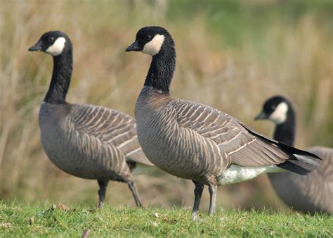 fungal infection strikes geese  willamette valley report bird die