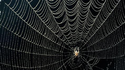 web images spider biggest funnel web spider named dwayne  rock