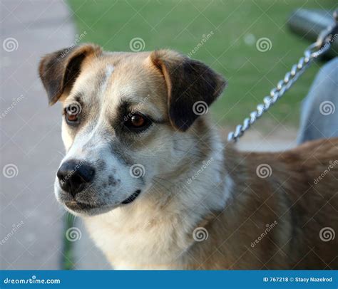 dog   family stock photo image  friend play brown