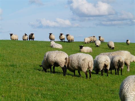 images gratuites paysage herbe champ prairie paturage mouton
