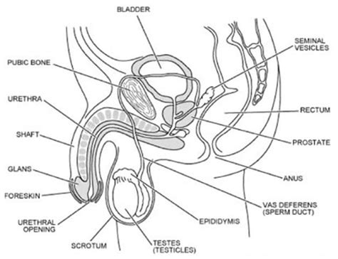 9 1science human reproduction reproductive system