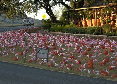 pic   pink flamingos    bee caves road austin