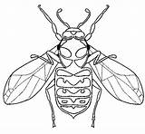 Vespa Avispa Avispas Pintar Abella Insectos Dibuix Dibuixos Acolore sketch template