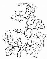 Disegni Ivy Edera Colorare Piante Disegnidacolorareperadulti Immagini Pianetamamma Vines Foglie Floreale sketch template