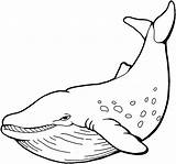 Whale Coloring Pages Whales Large sketch template