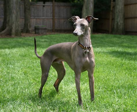 fileitalian greyhound standing grayjpg