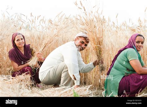 indian village rural farmer family cutting wheat stock photo alamy
