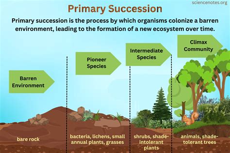 primary succession definition  examples