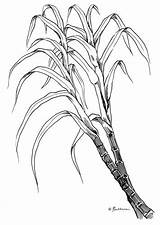 Sugarcane Cane Drawing Drawings Sketch Coloring Stem Pages Template Paintingvalley sketch template