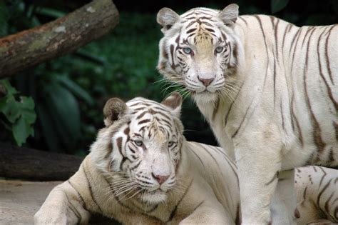 white tiger panthera tigris tigris wiki display full image