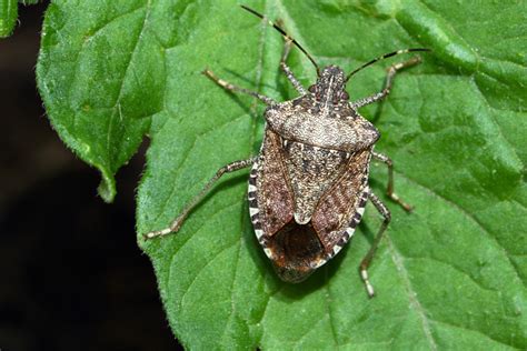 tips     stink bugs      family