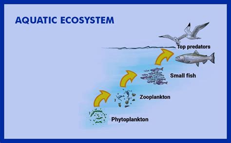 aquatic ecosystem ksg india