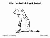 Coloring Squirrel Ground Spotted Exploringnature sketch template