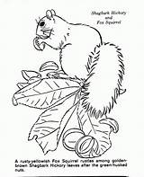 Nature Coloring Pages Scenes Advanced Kids Library Clipart Category Print Domestic Haired Cat Short sketch template