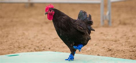 researchers fit rooster   printed feet  gauntlet