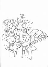Coloring Pages Camo Camouflage Getcolorings sketch template
