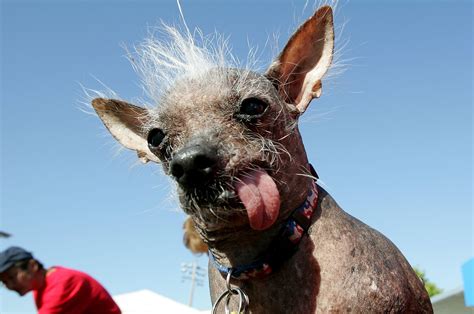 ugliest dogs   world time