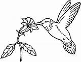 Sylph Tailed Hummingbird sketch template
