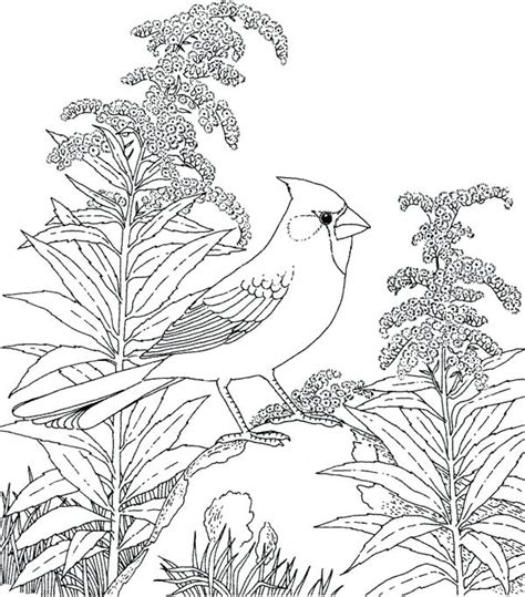 cardinal bird coloring page  getcoloringscom  printable