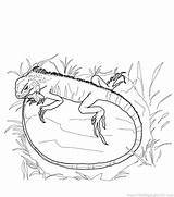 Coloring Pages Invertebrates Getdrawings Iguana sketch template