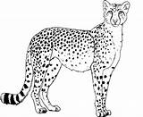 Cheetah Print Coloring Clipart Library Pages Colouring sketch template