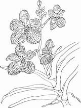 Orchid Coloring Vanda Pages Coerulea Blue Orchids Printable Drawing Color Flower Flowers Clipart Slipper Choose Board Supercoloring Animals Popular Adult sketch template