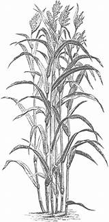 Corn Coloring Stalks Sorghum Crops Grains Printable Types Plant Drawing Volume Lost Africa Clipart Sweet Cite Abstrakte Drawings Auswählen Pinnwand sketch template