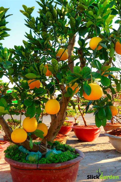 grow grapefruit trees  pots   grow tons  tons