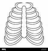 Rib Cage Ribs Ribcage Getdrawings St3 sketch template