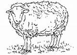 Oaie Colorat Desene Planse Sheep sketch template