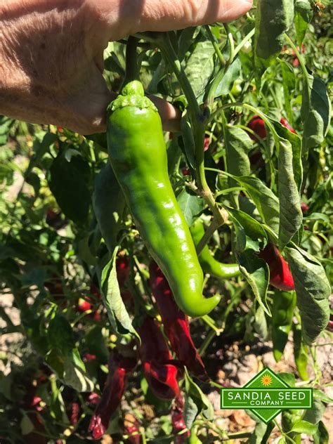 hatch green x hot barker s hot chile seeds sandia seed company