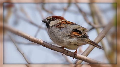 sparrow bird youtube