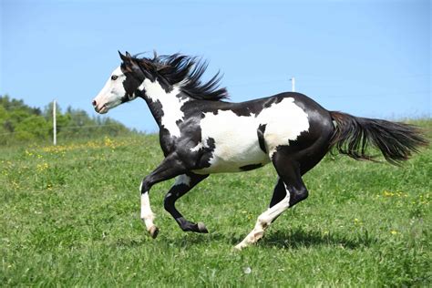 american paint horse facts