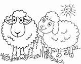 Sheeps Coloringpagesfortoddlers sketch template